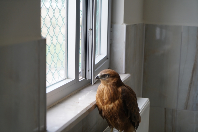 Yaralı şahinler özgürce uçabilmeyi bekliyor